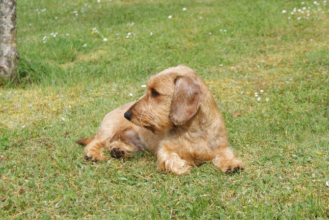 de la Fuye - PARIS DOG SHOW 2014