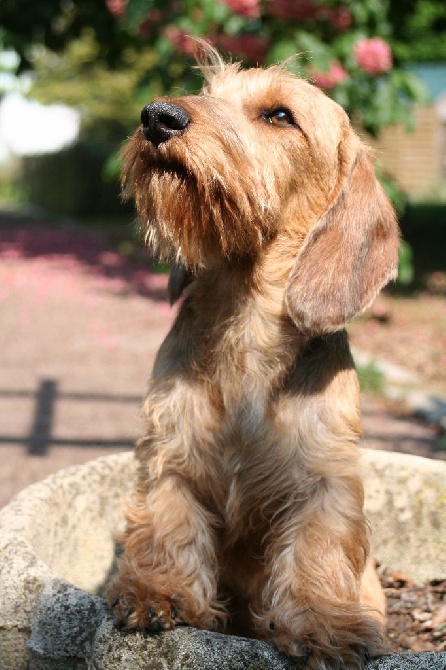 de la Fuye - PARIS DOG SHOW 2016