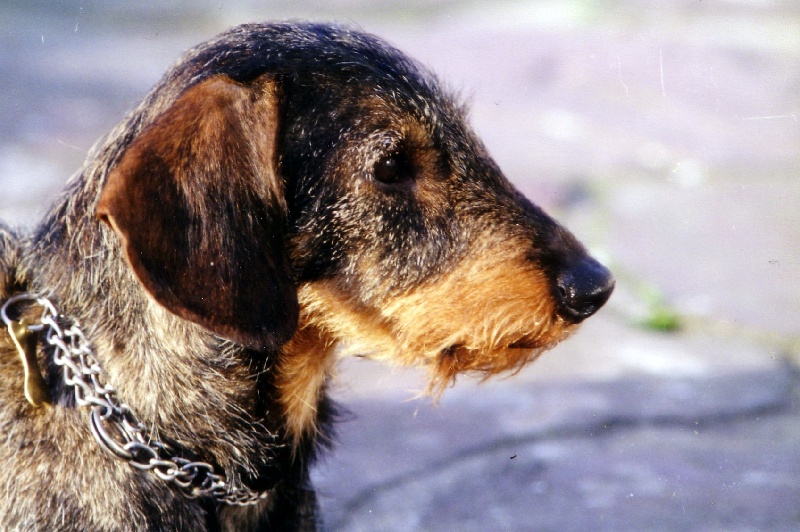 CH. Junon de la Fuye