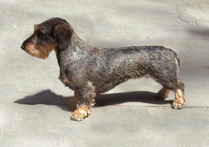 CH. Shania de la Fuye