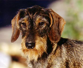 Orphée de la Fuye