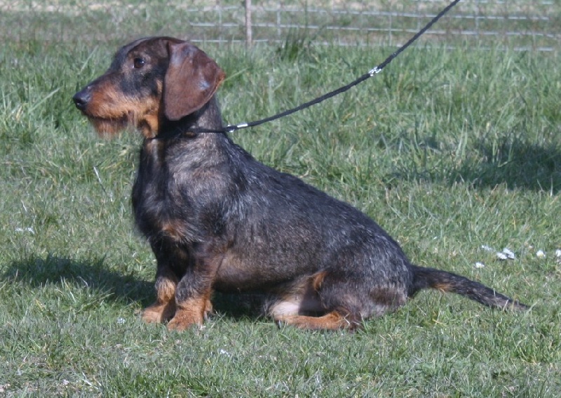 Gun de la Fuye