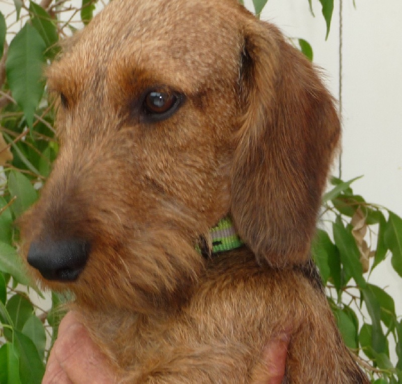 Jules de la Fuye