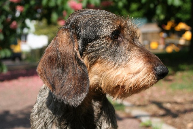 de la Fuye - PARIS DOG SHOW 2016