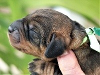 CHIOT