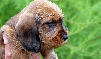 CHIOT