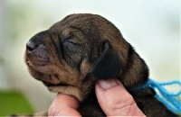 CHIOT