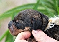 CHIOT