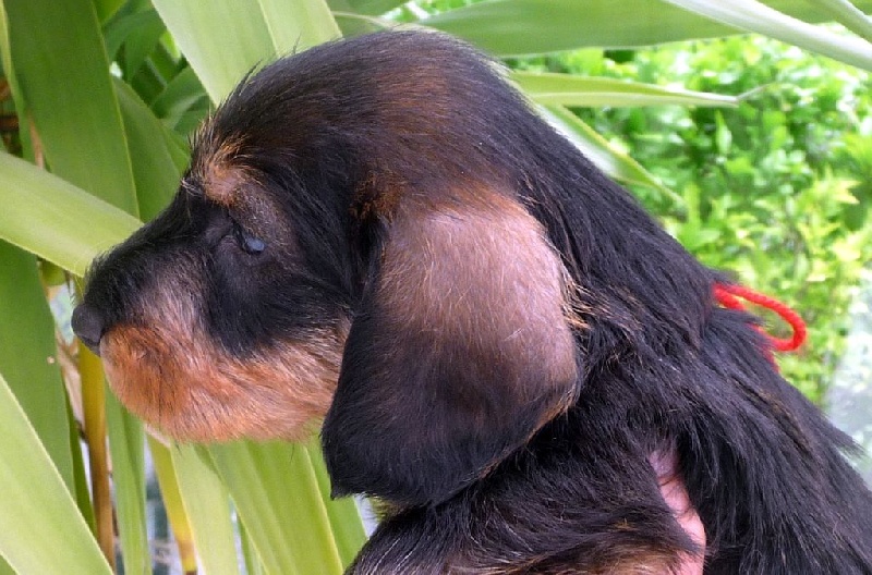 de la Fuye - Teckel poil dur - Portée née le 19/04/2014