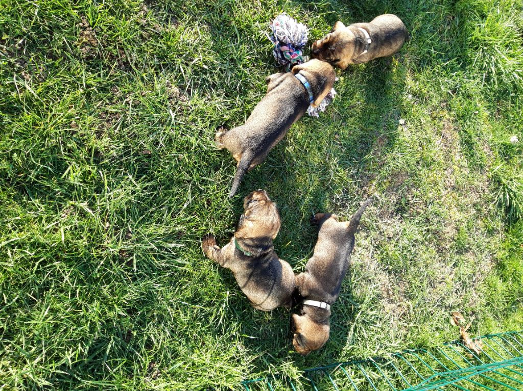 Chiot Teckel poil dur de la Fuye